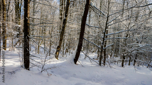 Fototapeta Naklejka Na Ścianę i Meble -  Zimowa aura w lesie