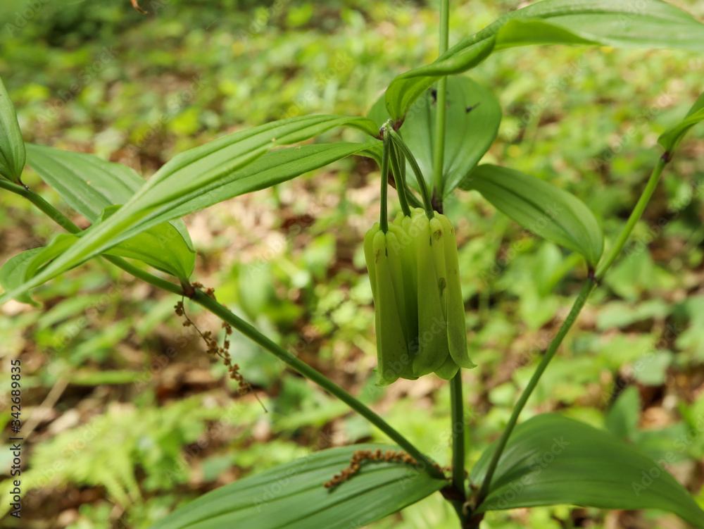 Obraz premium ホウチャクソウ（宝鐸草）-2