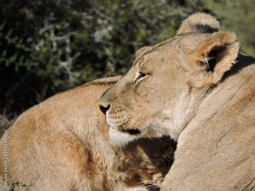 Fototapeta premium Lion affection 
