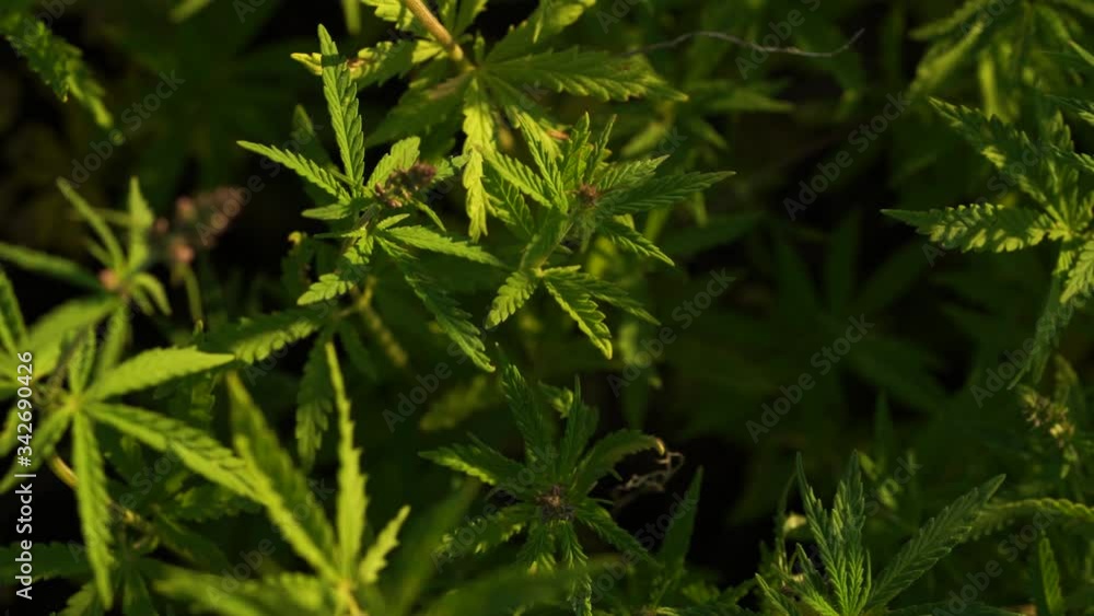 Marijuana field. Cannabis cultivation. Close up view on a leave of canabis swaying in the wind. Marijuana field. Cannabis cultivation. Close up view on a leave of canabis swaying in the wind.