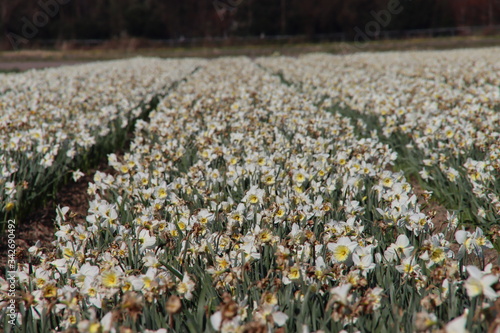 Fields full of daffodils that grow colorfully in Noordwijkerhout during the spring to harvest flower bulbs later photo