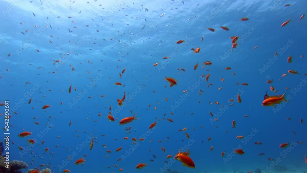 Colorful Tropical Fishes. Blue background. 4k. Colorful Tropical Fishes. Blue background. 4k.