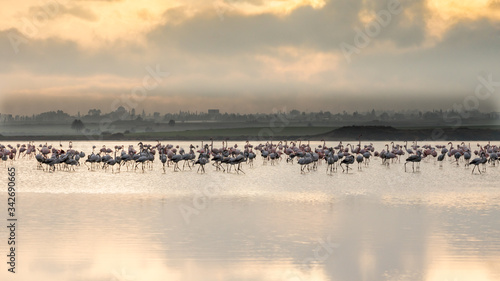 Flamingi brodzące w jeziorze