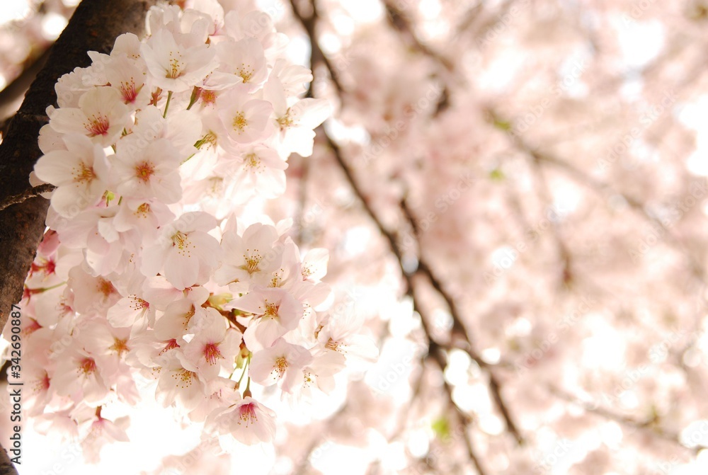 桜