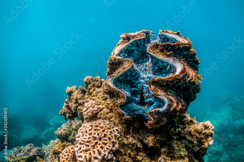 Leinwand Poster Giant clam resting among colorful coral reef