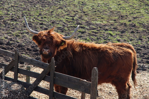 Scottish highlanders cattle with big horn colored by the sunlight in a pasture in Arkel in the Netherlands photo