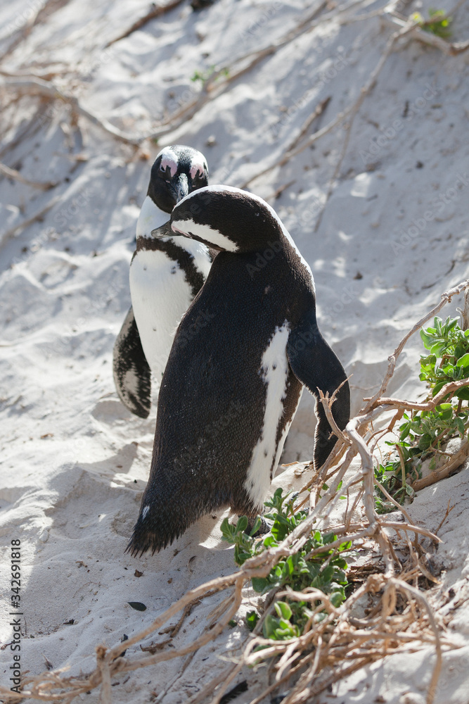 Fototapeta premium Pinguine