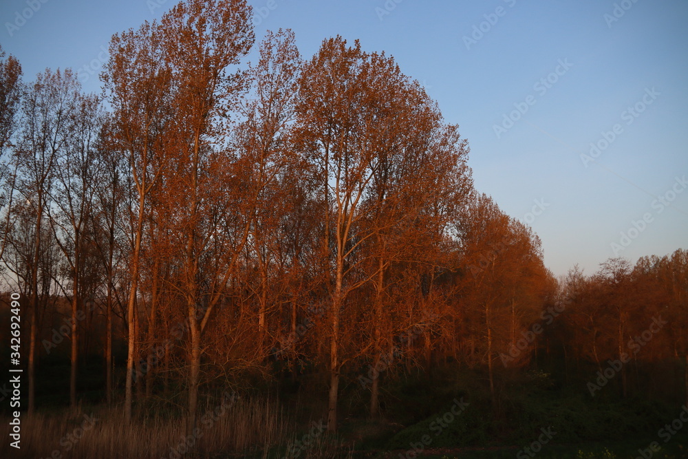 Rising sun in the morning shines on the trees along the dike of the Hollandsche IJssel at park Hitland