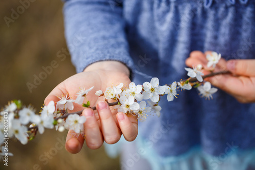 girl holds a branch of blossoming apricots in her hands. Close up of beautiful female hands holding a branch of blossoming fruit tree. delicate spring background. female hands on blurry background