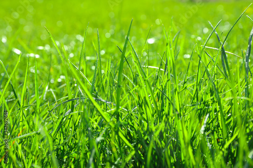 Lush green grass outdoors on sunny day, closeup