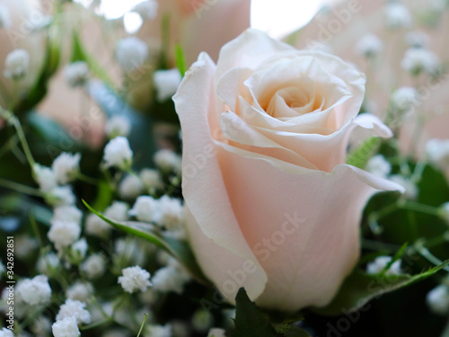 Background with a soft pink rose. Wedding bouquet. International women day. Love and holiday concert.