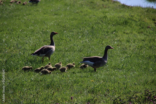 Young geese chicks in the pastures in the Krimpenerwaard where they cause inconvenience to farmers