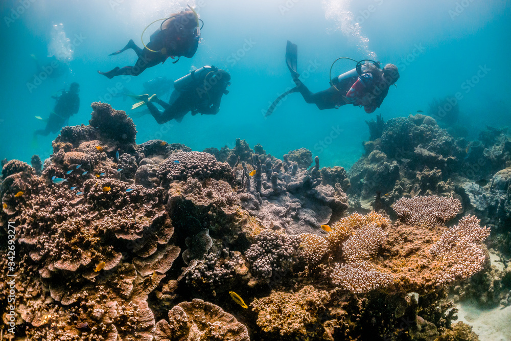 Fototapeta premium Divers swimming among colorful coral reef in clear water