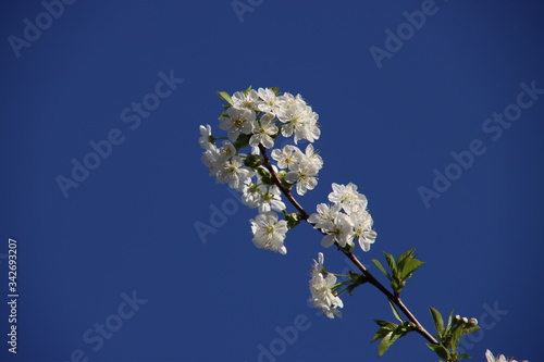 White cherry tree blossom with blue sky in the background in spring.in the Netherlands