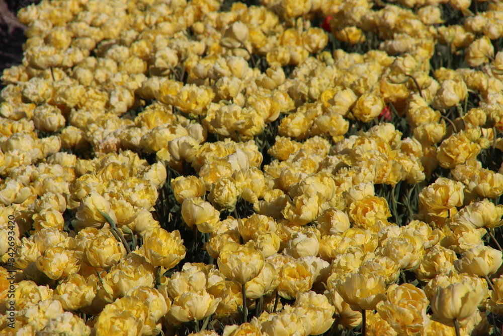 Fields full of tulips that grow colorfully on island Goeree Overflakkee during the spring to harvest flower bulbs later in the Netherlands Fields full of tulips that grow colorfully on island Goeree Overflakkee during the spring to harvest flower bulbs later in the Netherlands