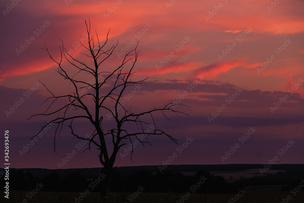 Naklejka premium sunset in the sky