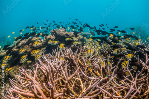 Colorful reef fish swimming over pristine coral reef in shallow water