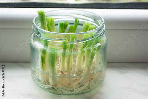 Growing green onions scallions from scraps by propagating in water in a jar on a window sill
