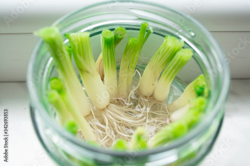 Growing green onions scallions from scraps by propagating in water in a jar on a window sill