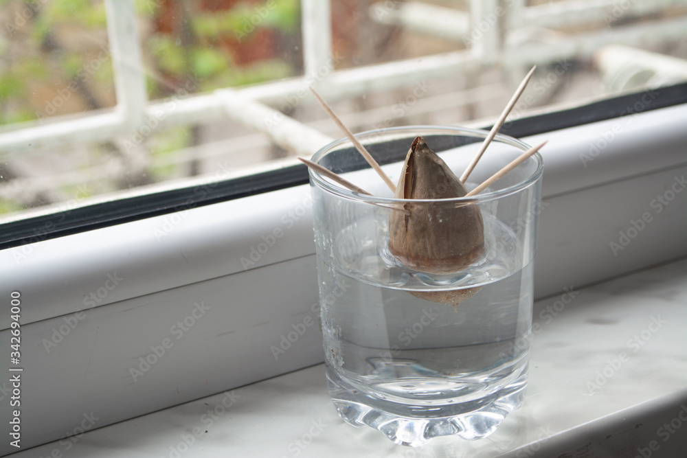 Regrowing growing The Avocado Plant At Home From Seed By Propagating Regrowing growing the avocado plant at home from seed by propagating