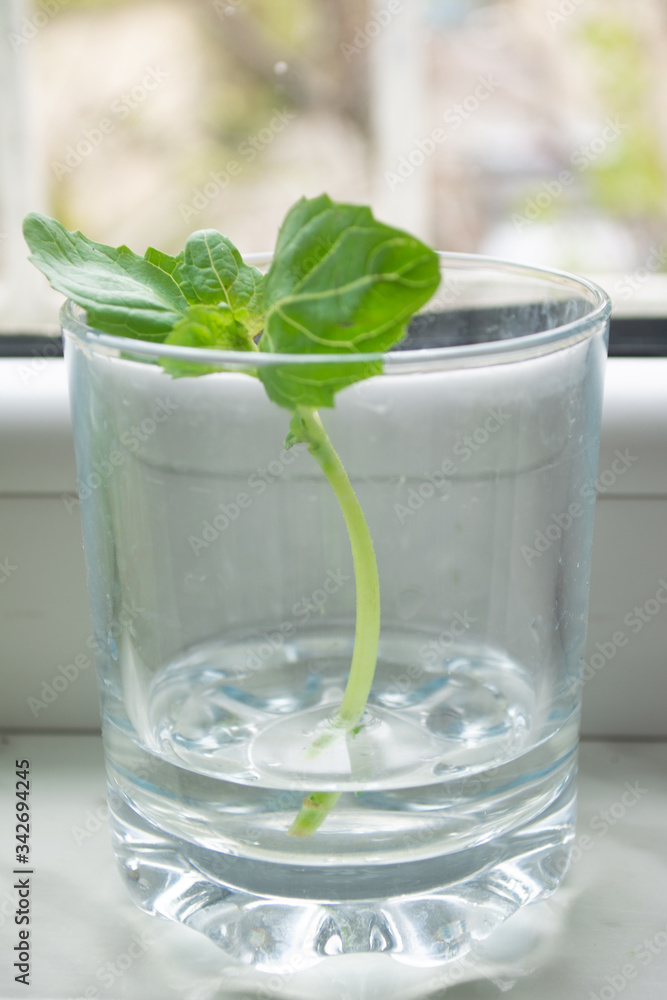 Rooting/propagating green basil in a jar of water prior to regrowing from scraps in soil Rooting/propagating green basil in a jar of water prior to regrowing from scraps in soil