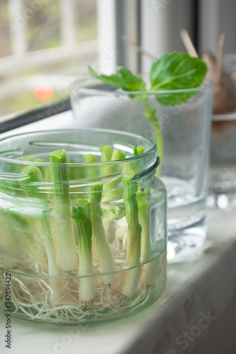 Growing green onions scallions from scraps by propagating in water in a jar on a window sill, basil rooting in water and avocado growing from seed with toothpicks for support