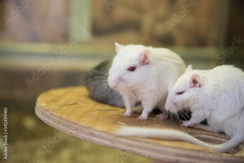 A pair of white mice with a long tail. Close-up, portrait.