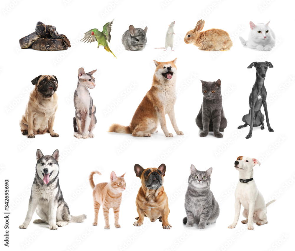 Set of different pets on white background
