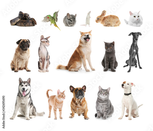 Set of different pets on white background