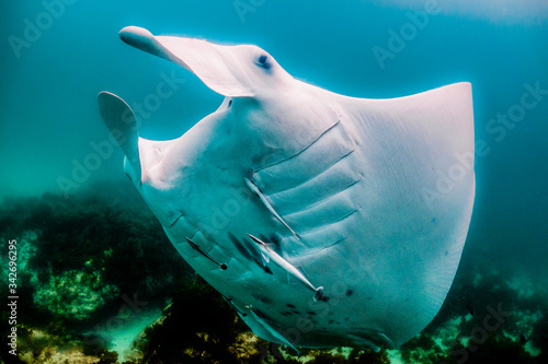 Manta ray swimming in the wild in clear blue water © Aaron