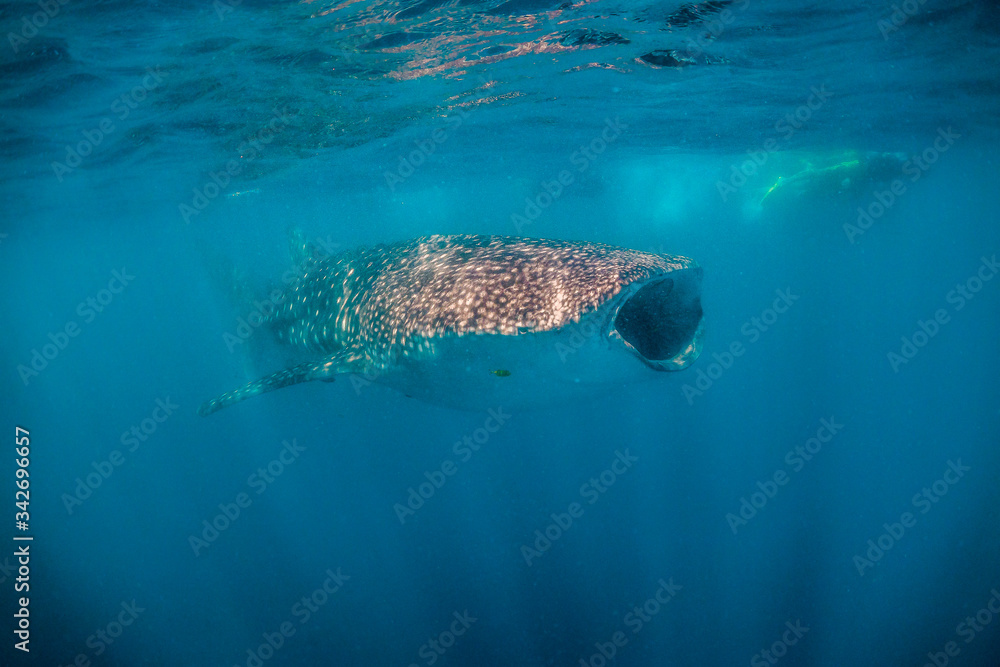Whale shark swimming close to the surface in blue water