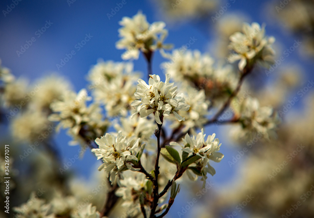 Blume Blume