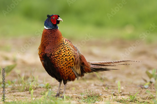 Wallpaper Mural Solitary common pheasant, phasianus colchicus, feeling threatened and disturbed. Ring-necked bird paying attention and observing the surroundings. Animal with beautiful plumage colour on the meadow. Torontodigital.ca