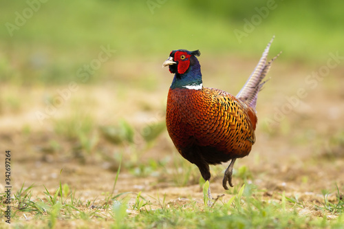 Adult common pheasant, phasianus colchicus, with tail upright. Curious ring-necked cock observing the surroundings of the green meadow. Solitary wild bird with colorful plumage in its natural habitat. photo