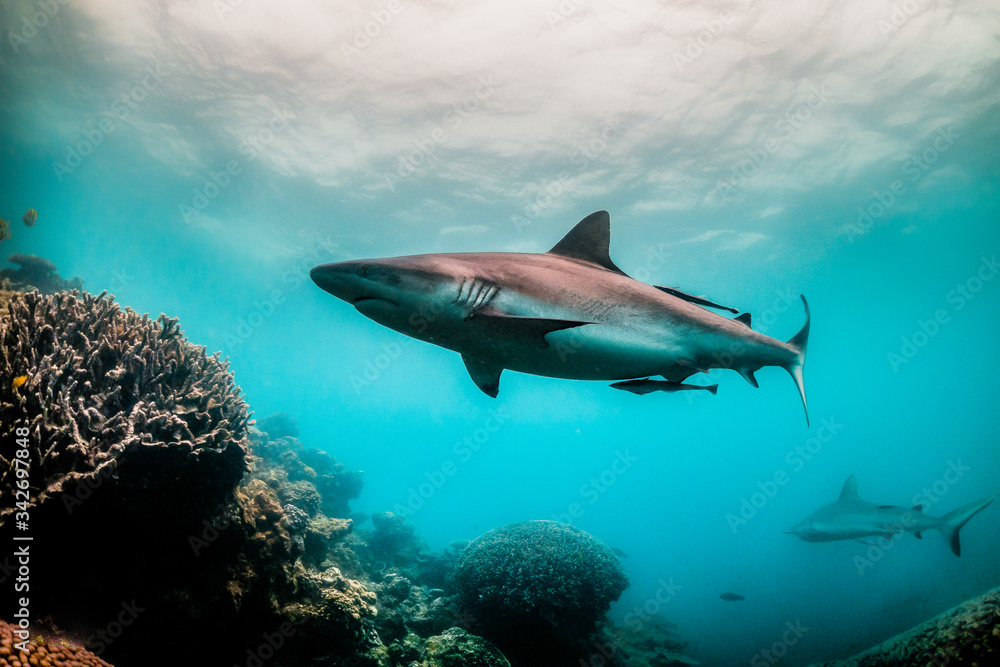 Obraz premium Grey reef shark swimming around colorful coral reef in clear blue water
