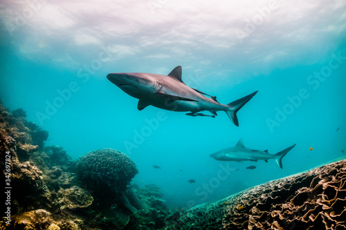 Grey reef shark swimming around colorful coral reef in clear blue water