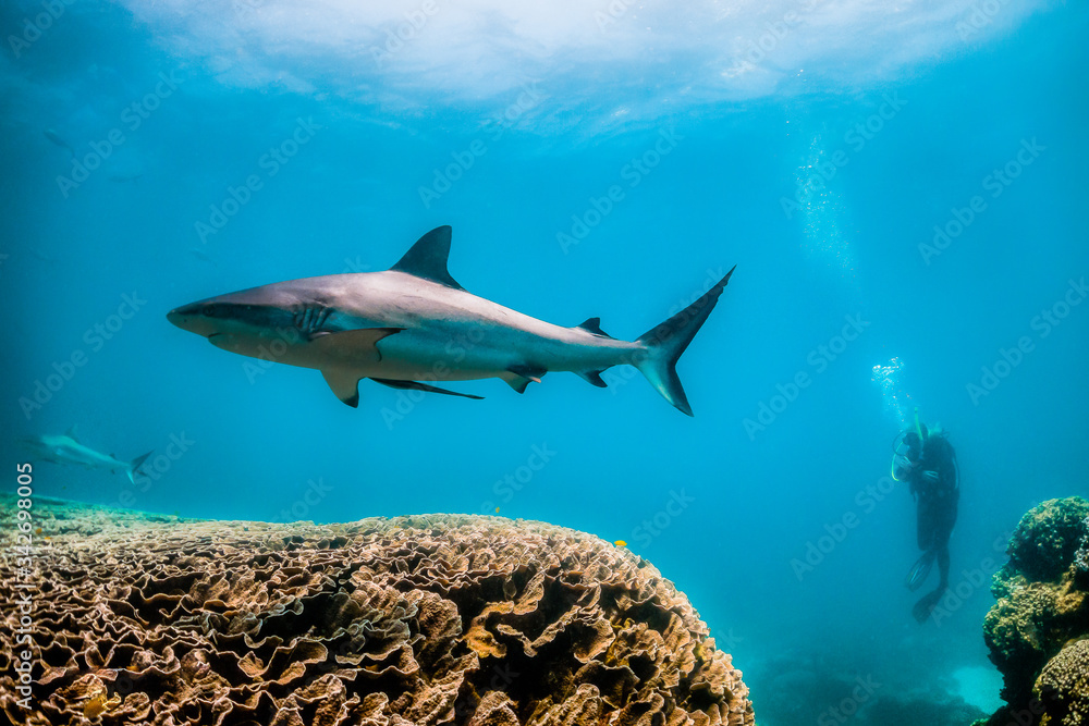 Obraz premium Grey reef shark swimming around colorful coral reef in clear blue water