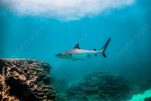 Grey reef shark swimming around colorful coral reef in clear blue water © Aaron