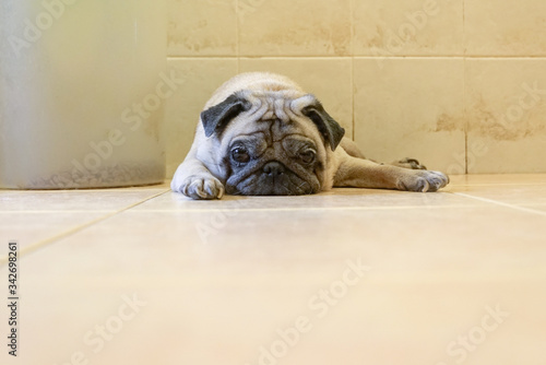 Εκτύπωση καμβά Lazy and sleepy pug dog lying on the floor