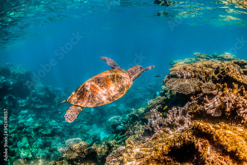 Fototapeta Naklejka Na Ścianę i Meble -  green turtle swimming in clear blue water among colorful coral formations