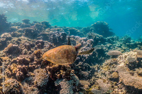 green turtle swimming in clear blue water among colorful coral formations
