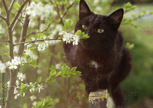 Black kitty sniffing flower. Spring black cat. Aroma. photo