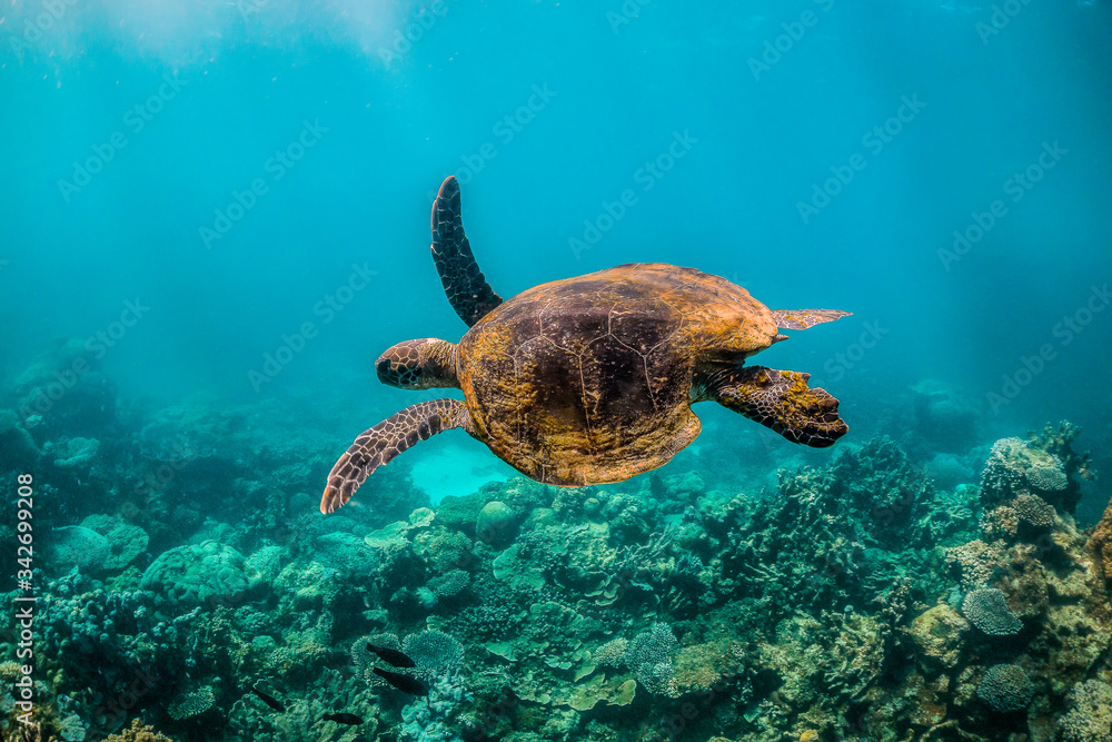 Obraz premium green turtle swimming in clear blue water among colorful coral formations