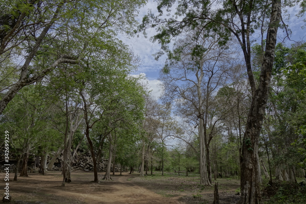 trees in the Beng Mealea trees in the Beng Mealea