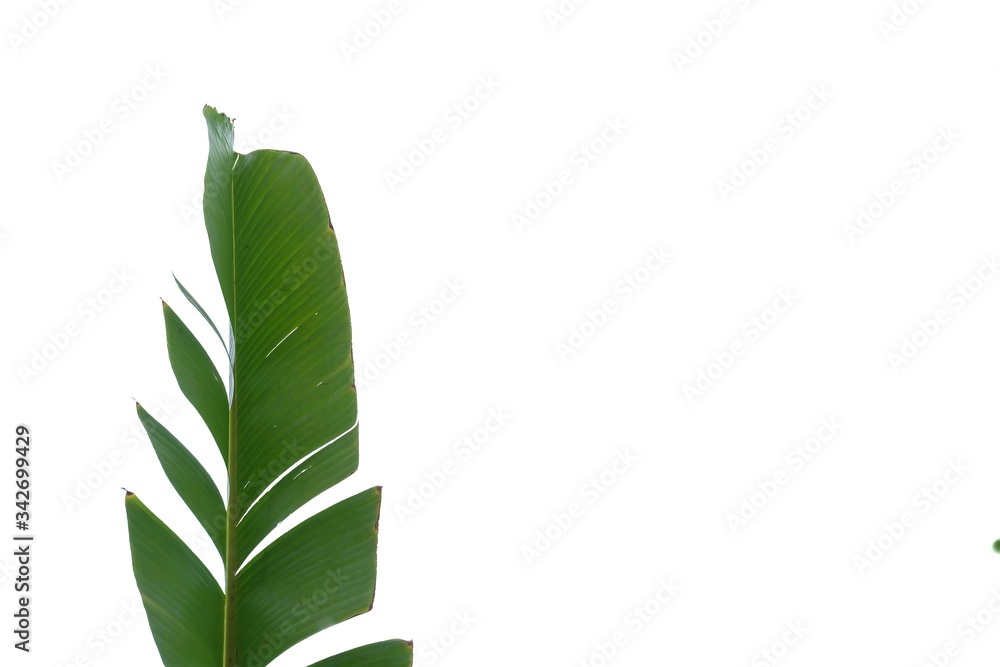 Tearing banana leaves on white isolated background for green foliage backdrop with copy space Tearing banana leaves on white isolated background for green foliage backdrop with copy space