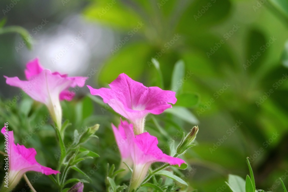 Sweet pink petunia flower blossom in a botanical garden with day light and nature background Sweet pink petunia flower blossom in a botanical garden with day light and nature background