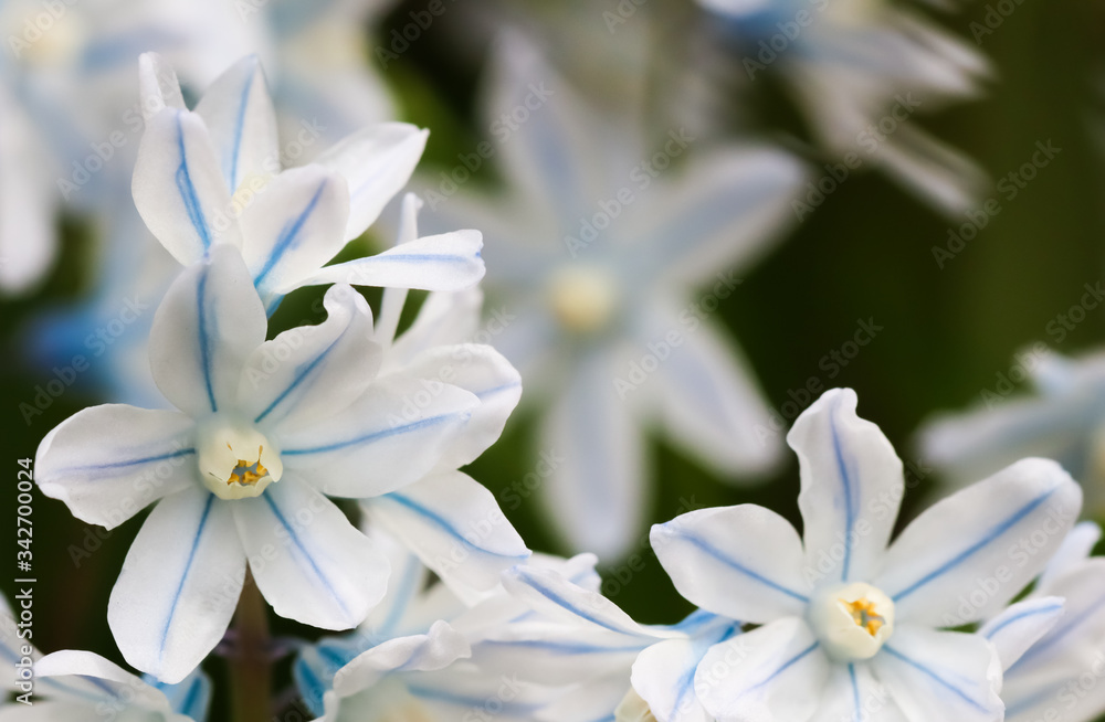 Naklejka premium Blooming of beautiful white flowers (Puschkinia scilloides) in the spring garden