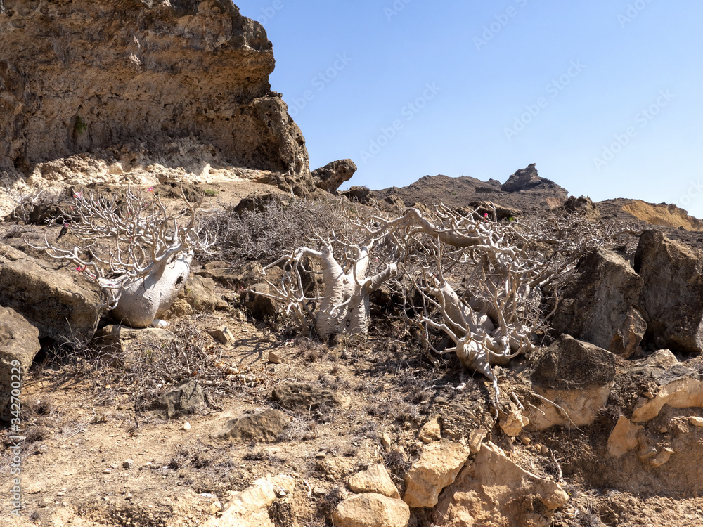 Beautiful plants of Adenium dhofarense, grow on the slopes in the mountains of southern Oman