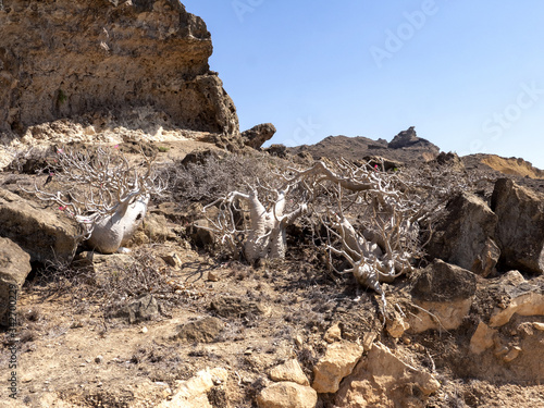 Obraz na płótnie Beautiful plants of Adenium dhofarense, grow on the slopes in the mountains of southern Oman w salonie
