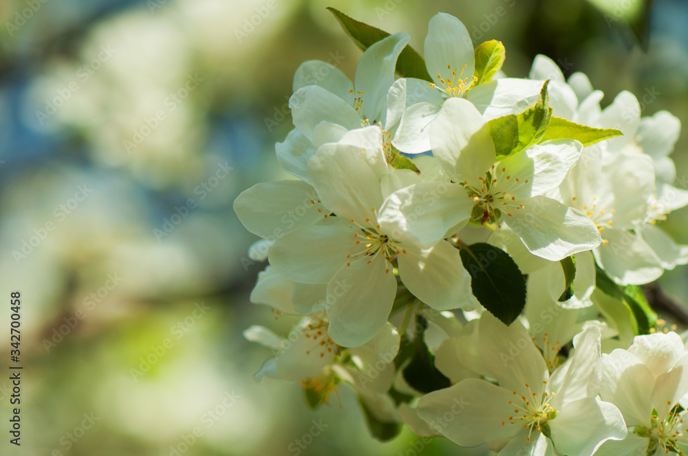 A branch of a blossoming apple tree with large white flowers on a sunny spring day. Blooming apple tree close-up A branch of a blossoming apple tree with large white flowers on a sunny spring day. Blooming apple tree close-up